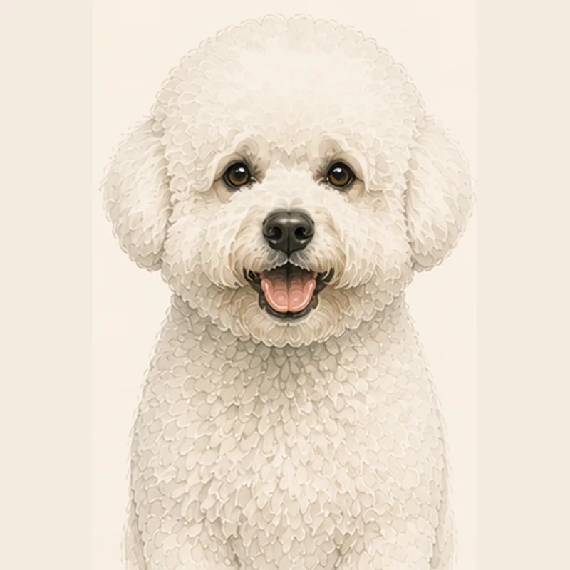 Bichon Frisé illustration