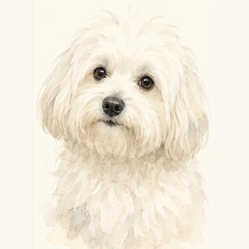 Bolognese illustration