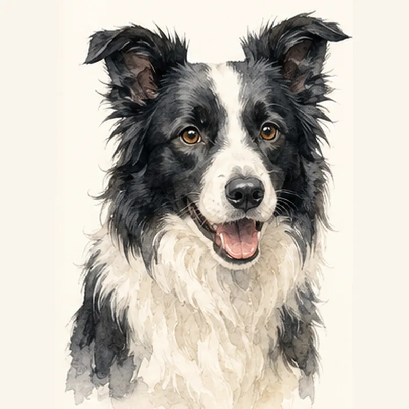 Border Collie illustration