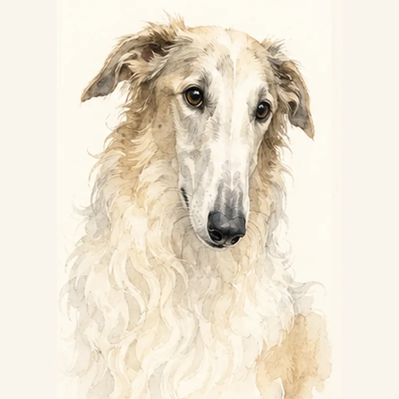 Borzoi (Russian Wolfhound) illustration