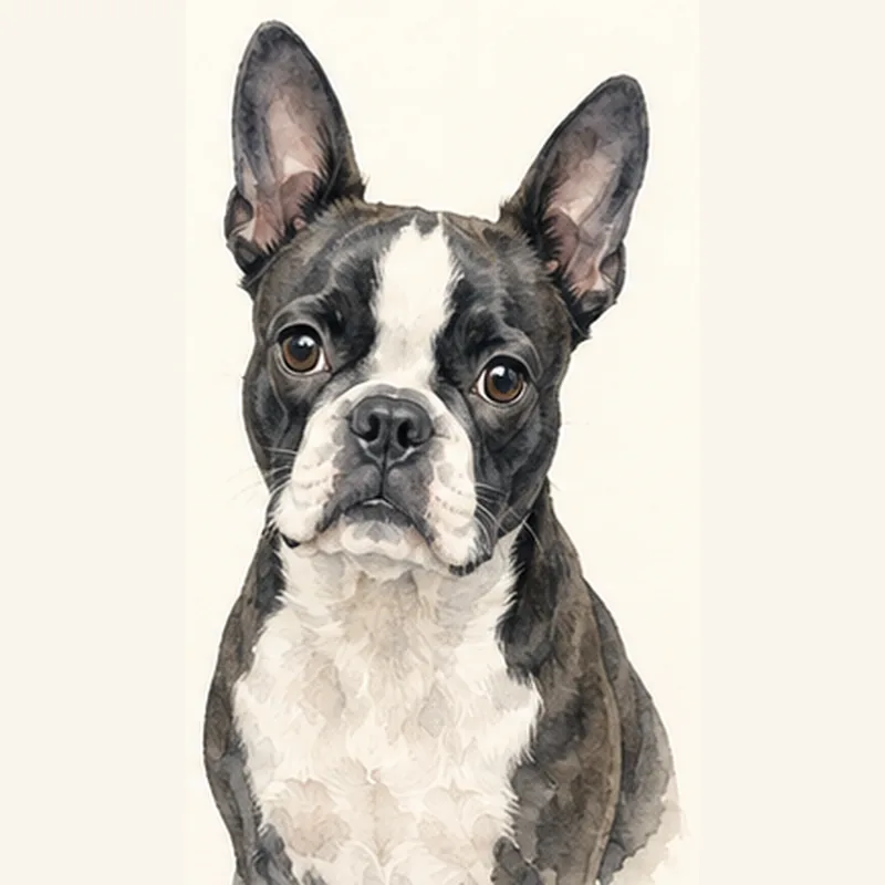 Boston Terrier illustration
