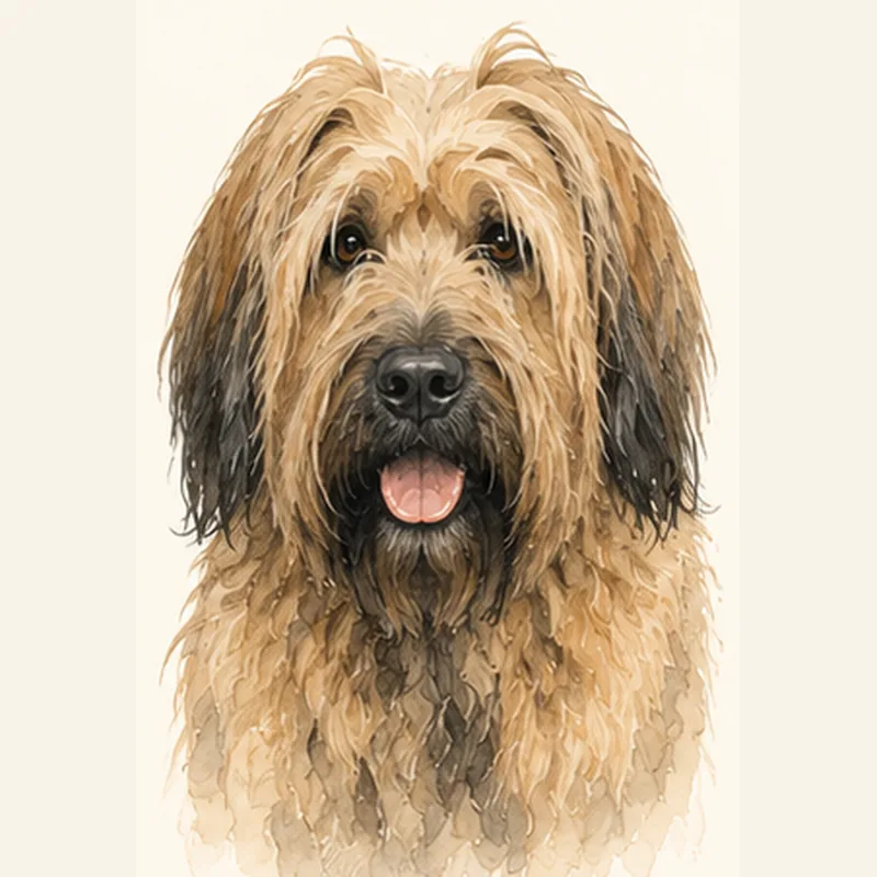 Briard illustration