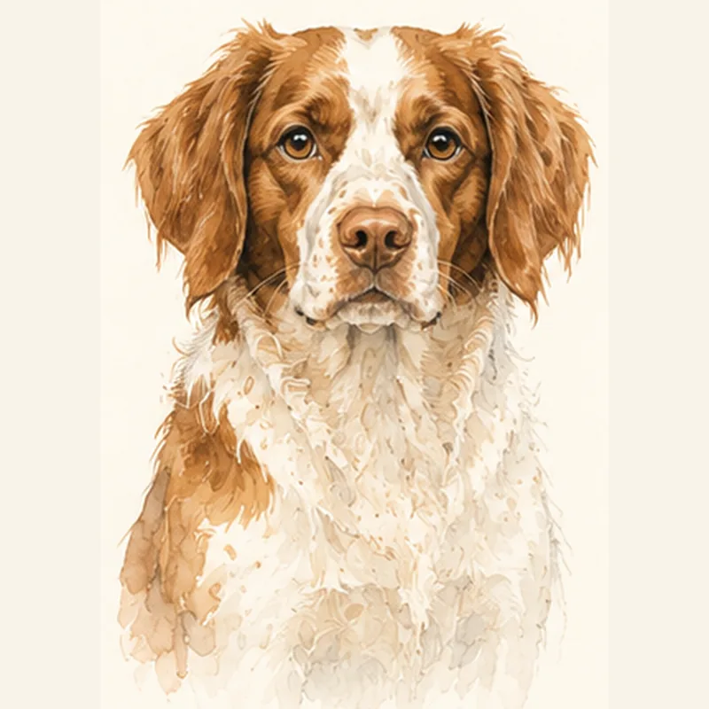 Brittany Spaniel illustration