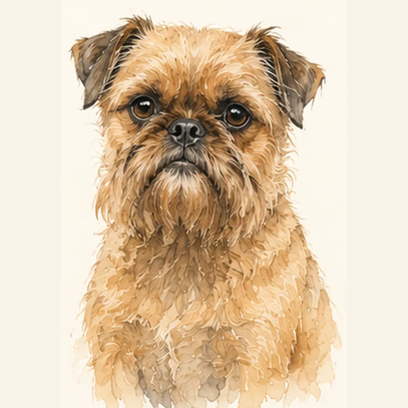 Brussels Griffon illustration
