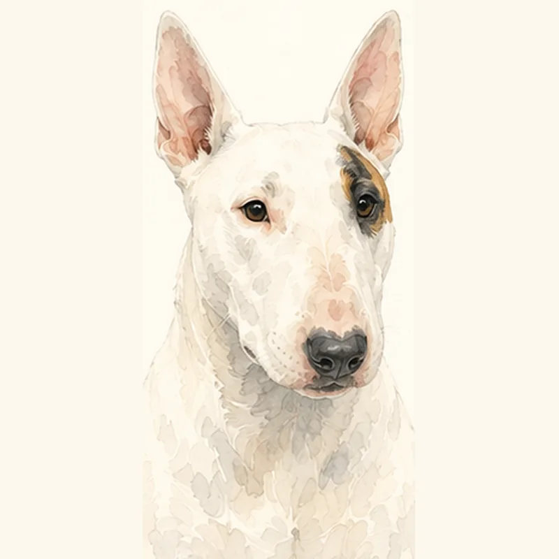 Bull Terrier illustration
