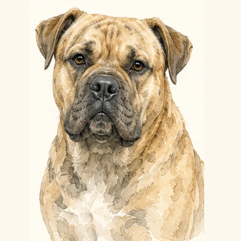 Ca de Bou (Majorca Mastiff) illustration