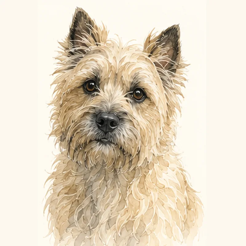 Cairn Terrier illustration
