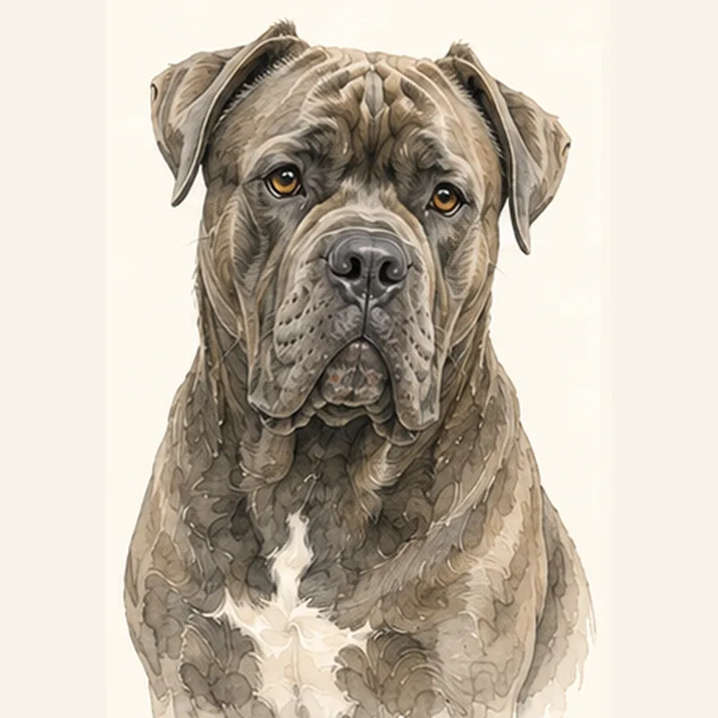 Cane Corso illustration