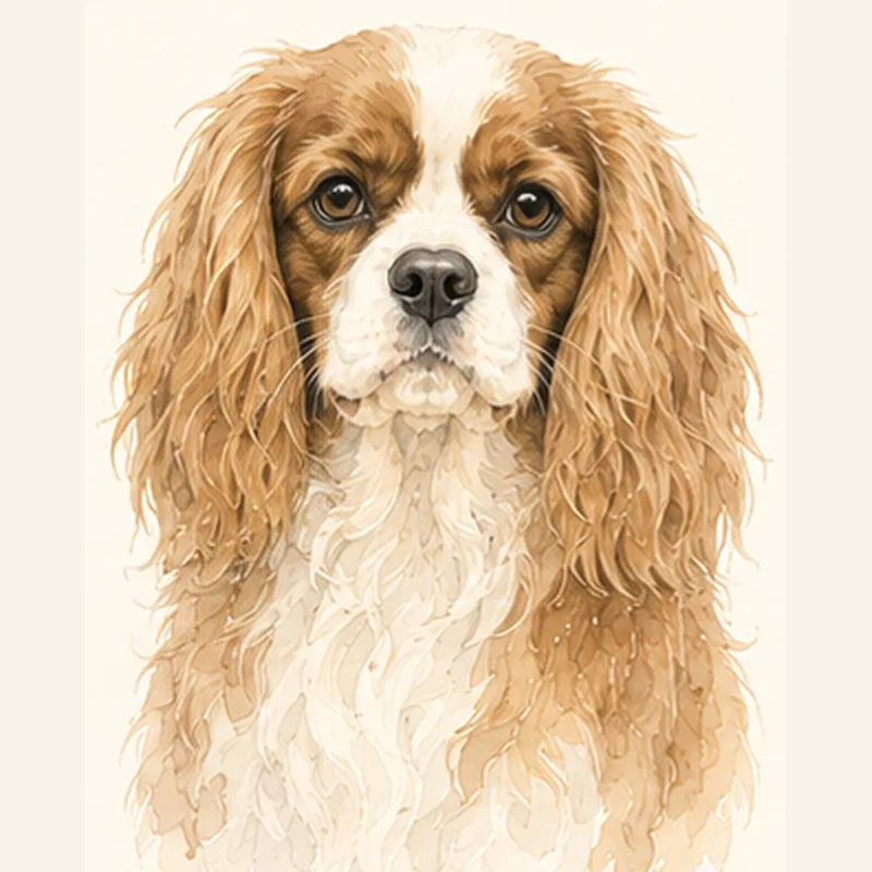 Cavalier King Charles Spaniel illustration