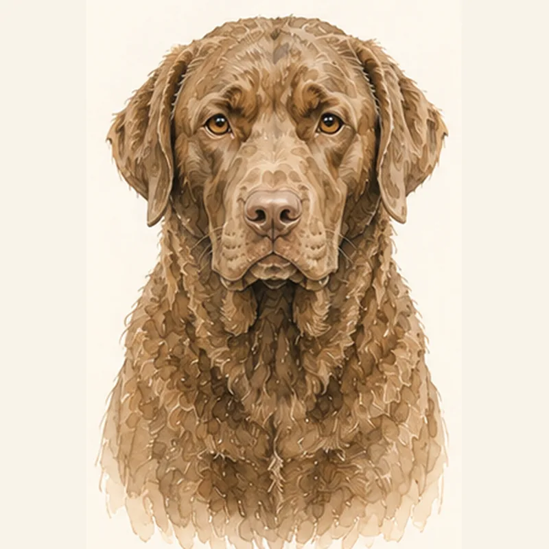 Chesapeake Bay Retriever illustration