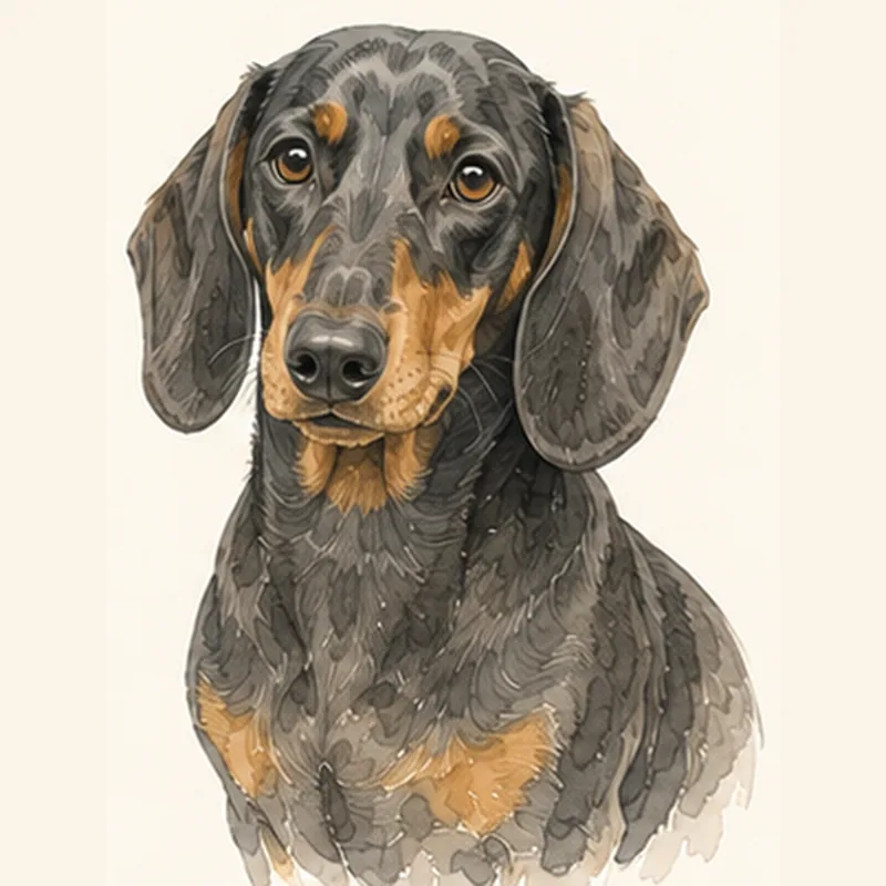 Dachshund illustration