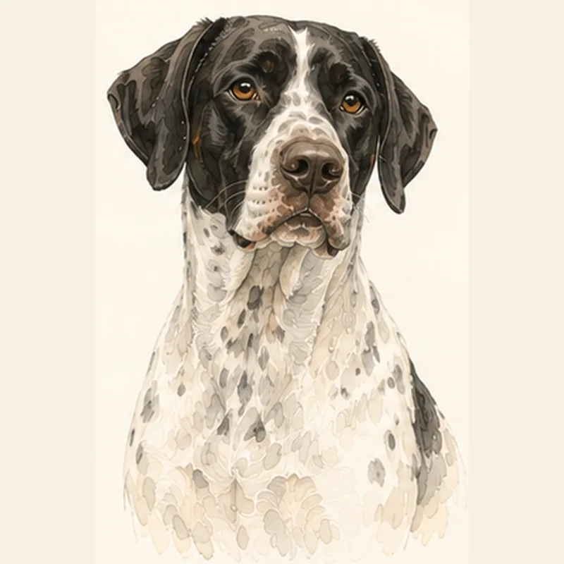 English Pointer illustration