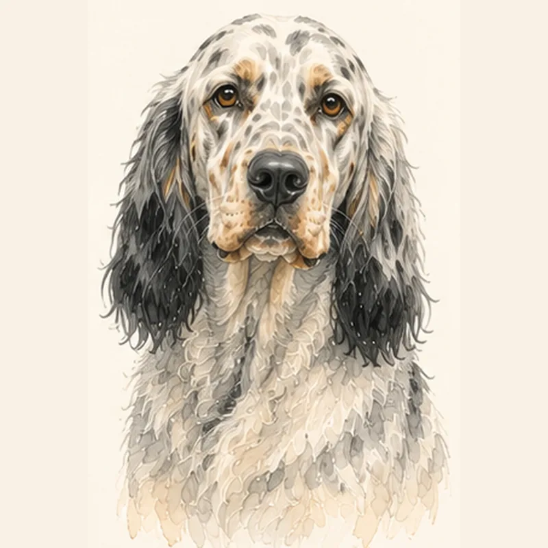 English Setter illustration