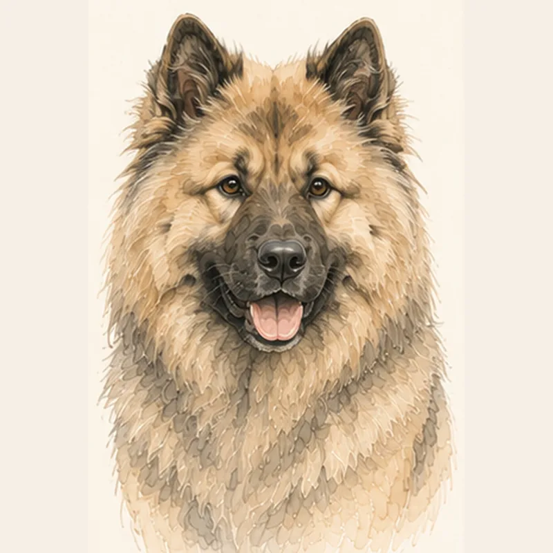 Eurasier illustration