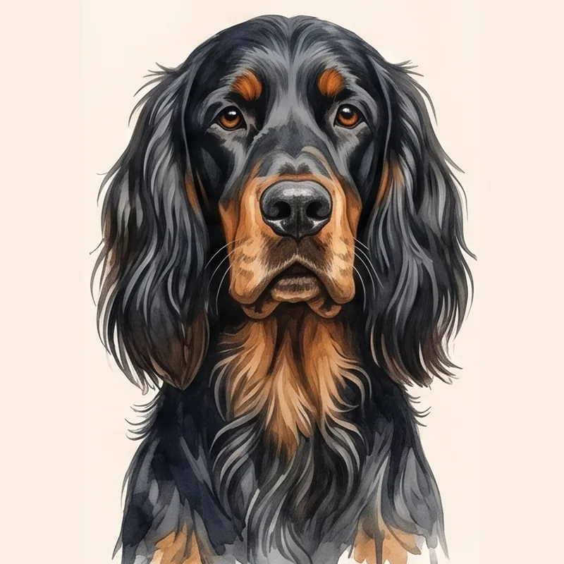 Gordon Setter illustration