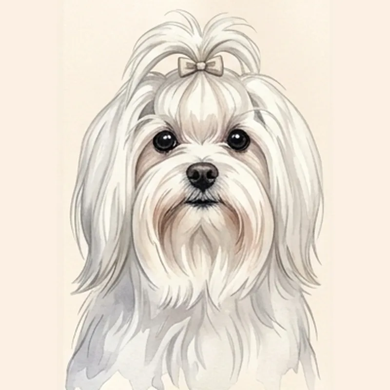 Maltese illustration