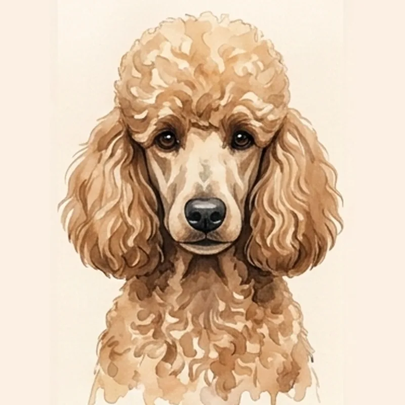 Medium Poodle illustration