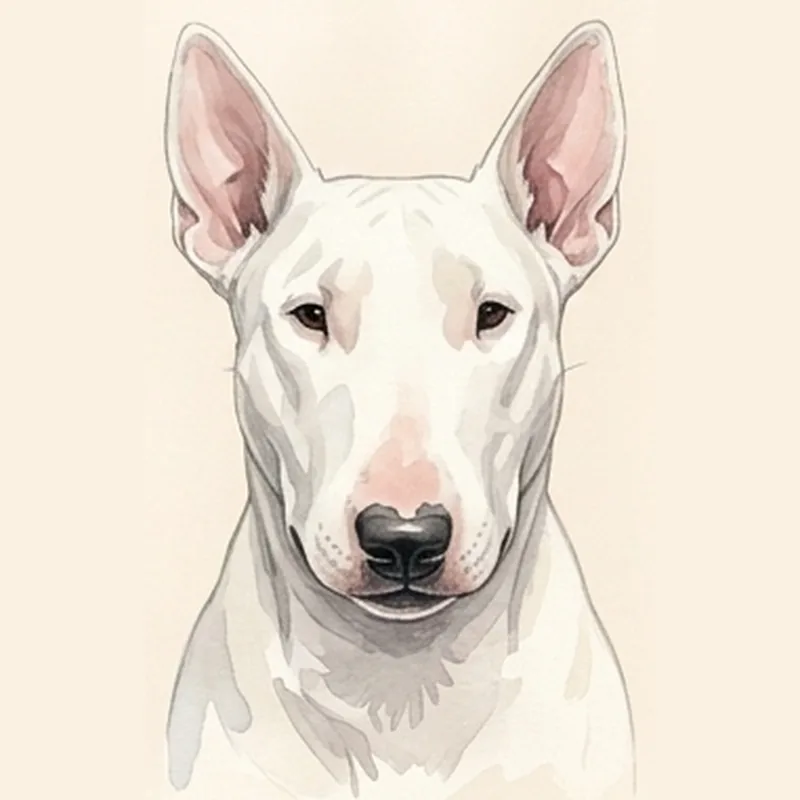 Miniature Bull Terrier illustration