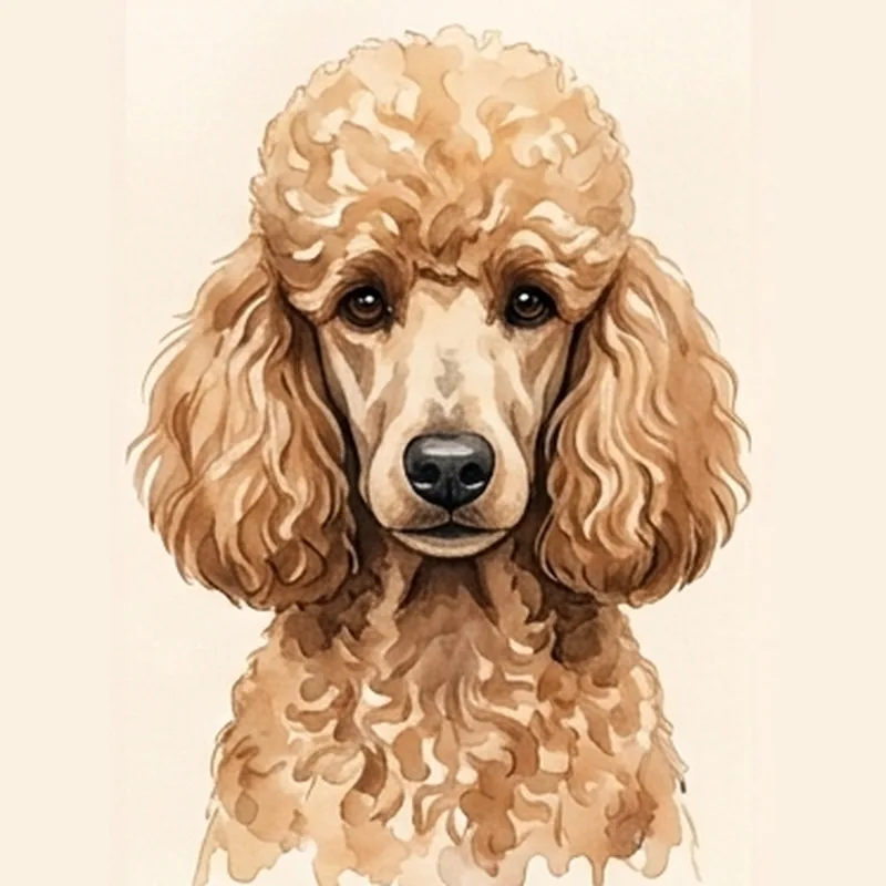 Miniature Poodle illustration