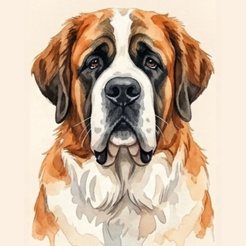 Saint Bernard illustration