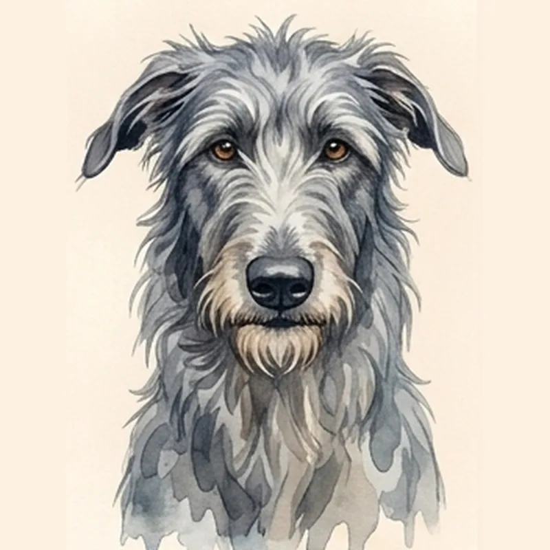 Scottish Deerhound illustration