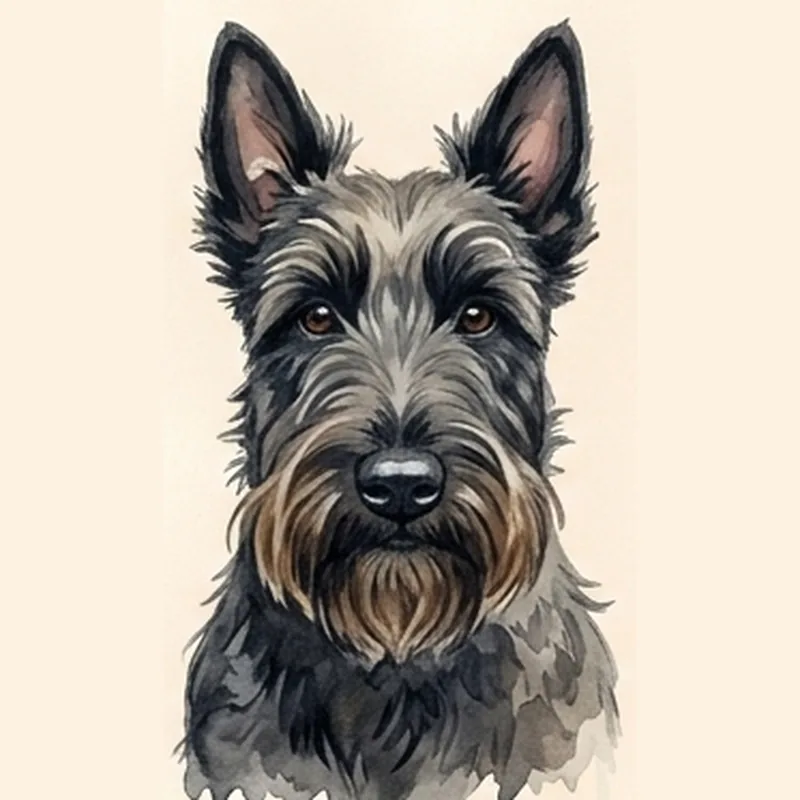 Scottish Terrier illustration