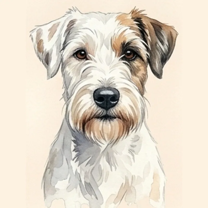 Sealyham Terrier illustration