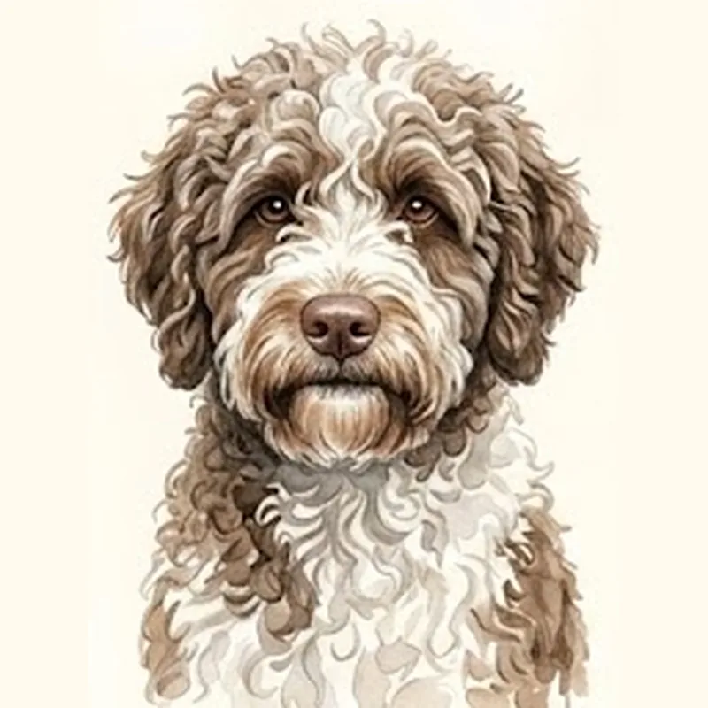 Spanish Water Dog illustration