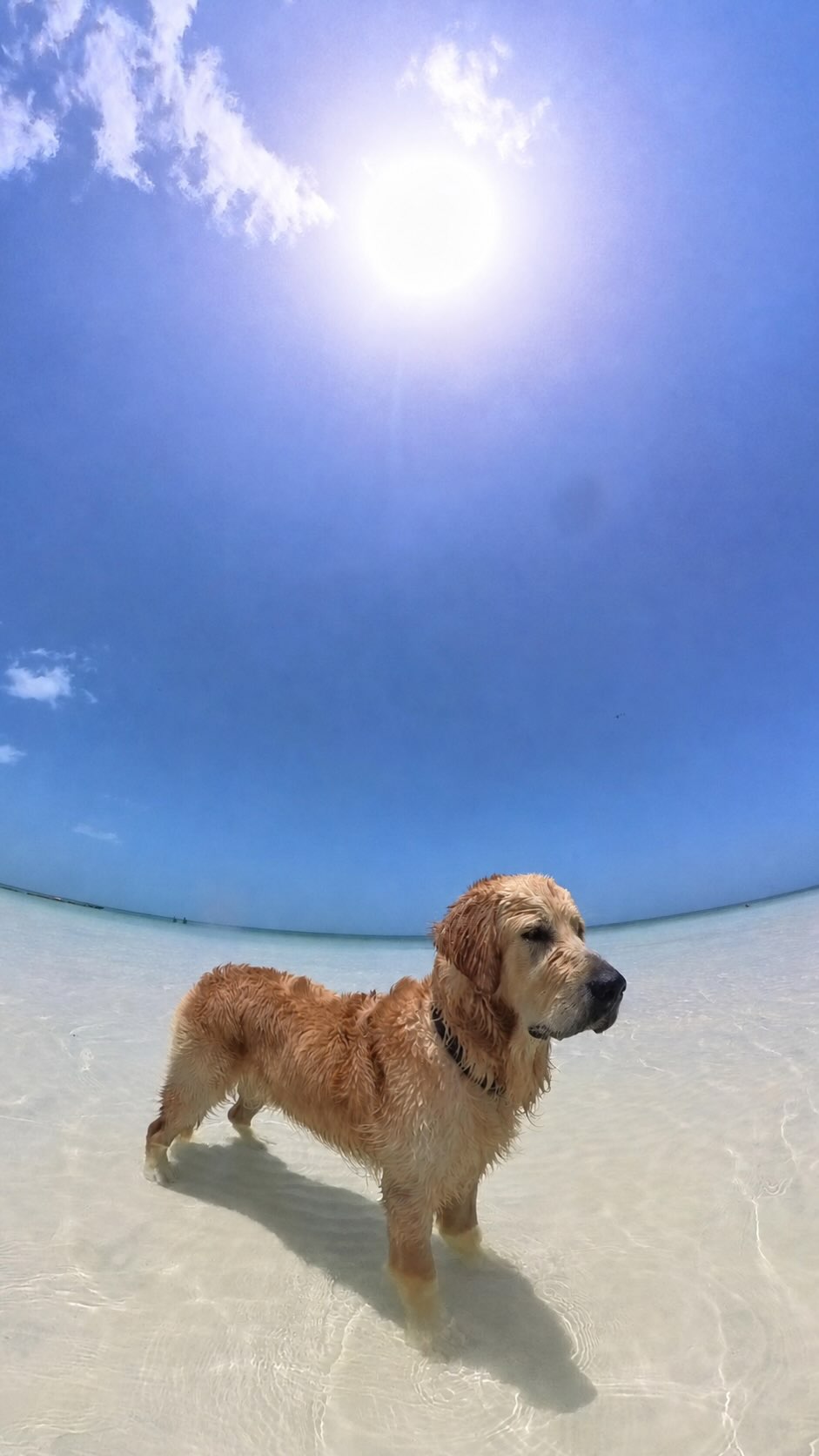 Bailey dans l'eau turquoise à Holbox, Mexique